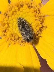 Acmaeodera acuta
