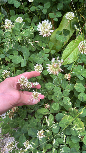 white clover