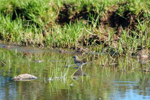 iNaturalist image