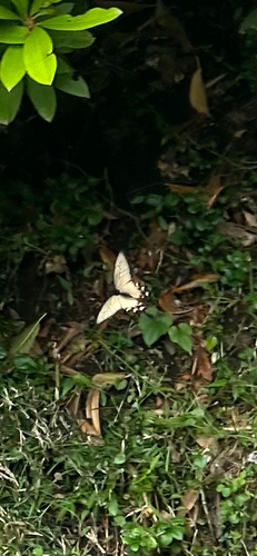 Byasa alcinous alcinous