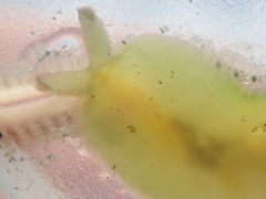 Phyllaplysia taylori