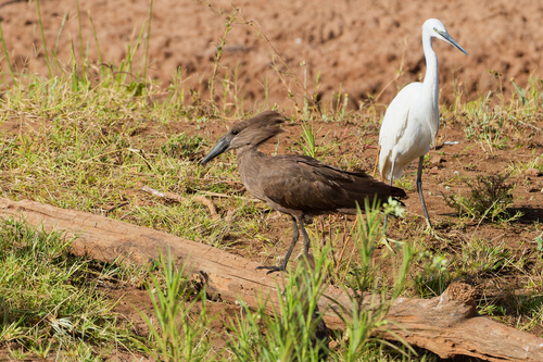iNaturalist image