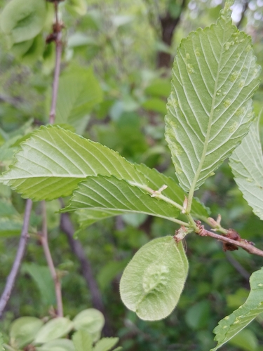 Ulmus macrocarpa, photograph 4