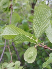 Ulmus macrocarpa, photograph (c) Святослав Власенко, some rights reserved (CC BY)