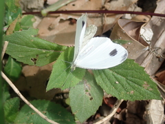 Leptosia nina niobe