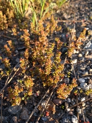 Crassula connata
