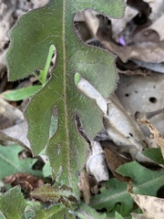 Lactuca hirsuta