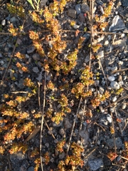 Crassula connata
