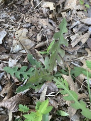 Lactuca hirsuta