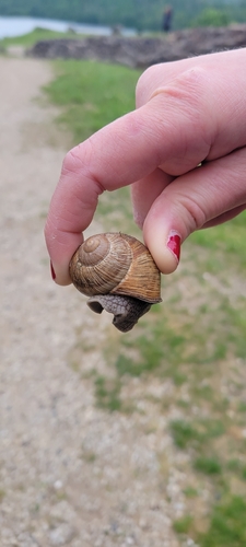 Roman Snail