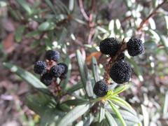 Comarostaphylis