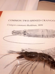 Neocrangon communis