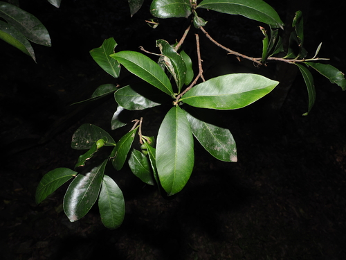 Planchonella australis, photograph 6