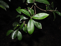 Planchonella australis, photograph (c) Lucas Christofides, some rights reserved (CC BY)