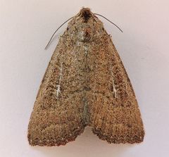 Condica charada