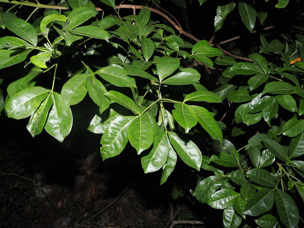 Melicope micrococca; photograph (c) Lucas Christofides, some rights reserved (CC BY)