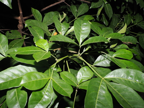 Melicope micrococca, photograph 5