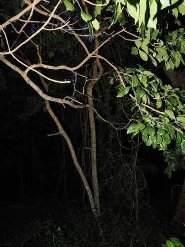 Melicope micrococca, photograph 6