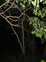 Melicope micrococca, photograph (c) Lucas Christofides, some rights reserved (CC BY)