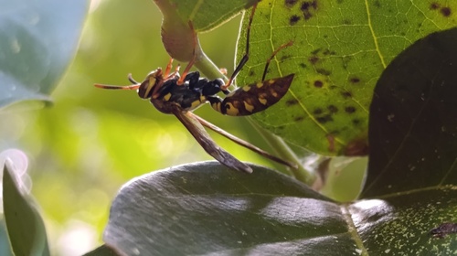 Variegated Paper Wasp