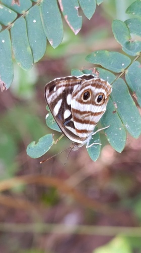 Four-spotted Sailor