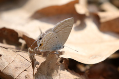 Catochrysops
