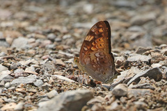 Vagrans sinha