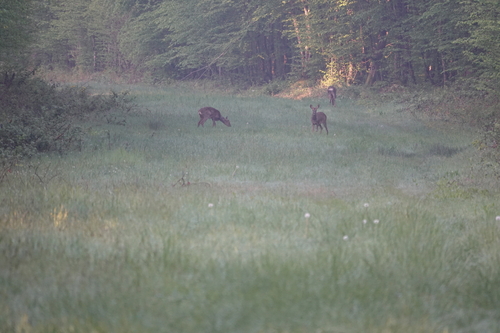Western Roe Deer