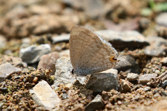 Catochrysops