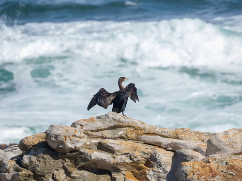 iNaturalist image