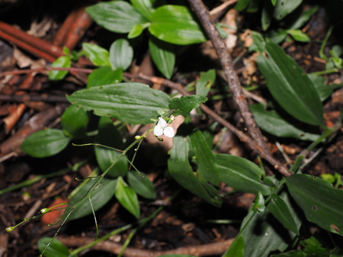 Aneilema acuminatum observed 2026-05-30