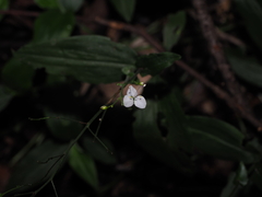 Aneilema acuminatum, photograph (c) Lucas Christofides, some rights reserved (CC BY)