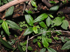 Aneilema acuminatum, photograph (c) Lucas Christofides, some rights reserved (CC BY)