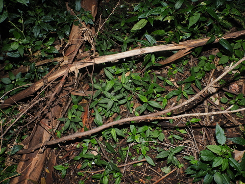 Aneilema acuminatum, photograph 5