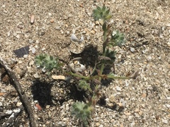 Cryptantha traskae