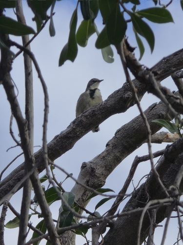iNaturalist: (c) antsza, some rights reserved (CC BY-NC) iNaturalist image