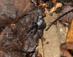 Hypodrassodes maoricus