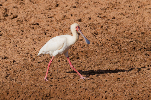iNaturalist: (c) Nicola, some rights reserved (CC BY-NC), uploaded by Nicola iNaturalist image