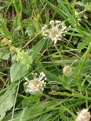 ribwort plantain