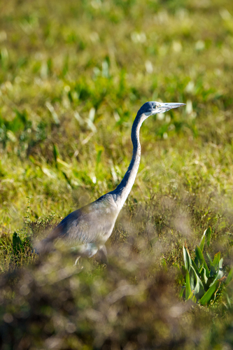 iNaturalist image
