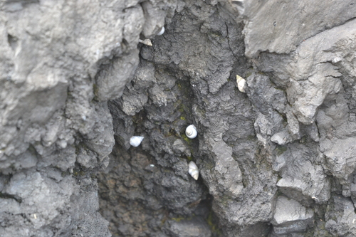 Littoraria pintado observed 2026-05-27
