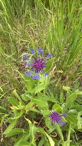 Perennial Cornflower