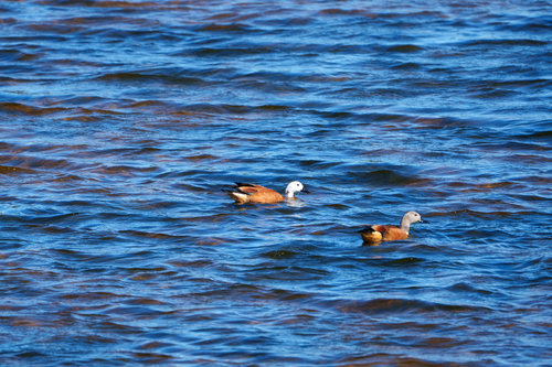iNaturalist: (c) Christian Eller, some rights reserved (CC BY-NC), uploaded by Christian Eller iNaturalist image