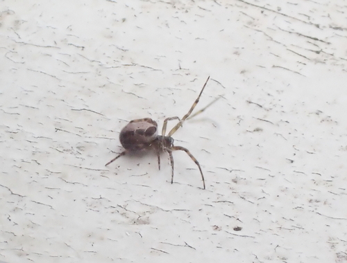 Noble False Widow
