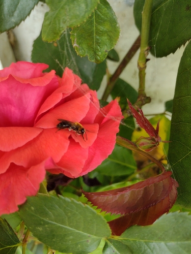 Painted Mining Bee