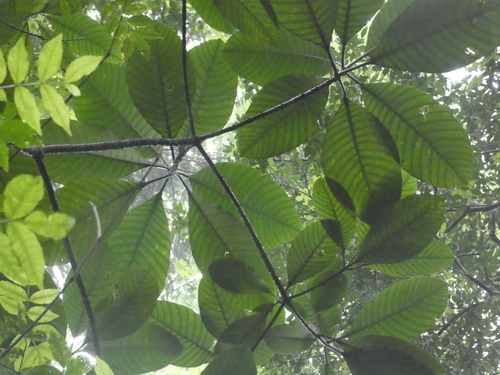 Alstonia costata observed 2026-05-31