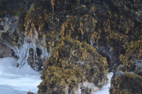 Sargassum aquifolium observed 2026-05-27