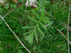 Carum carvi