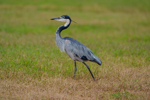 iNaturalist image