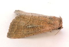 Condica charada